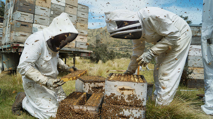 Is Wedderspoon Real Mānuka Honey? Twenty Years of Getting It Right.