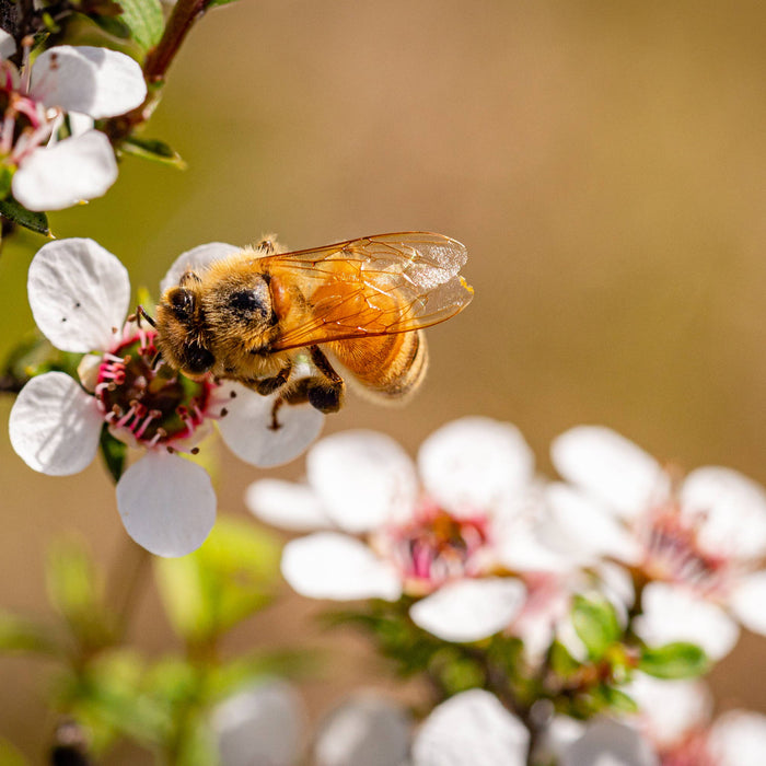 Honoring Honeybees - World Bee Day
