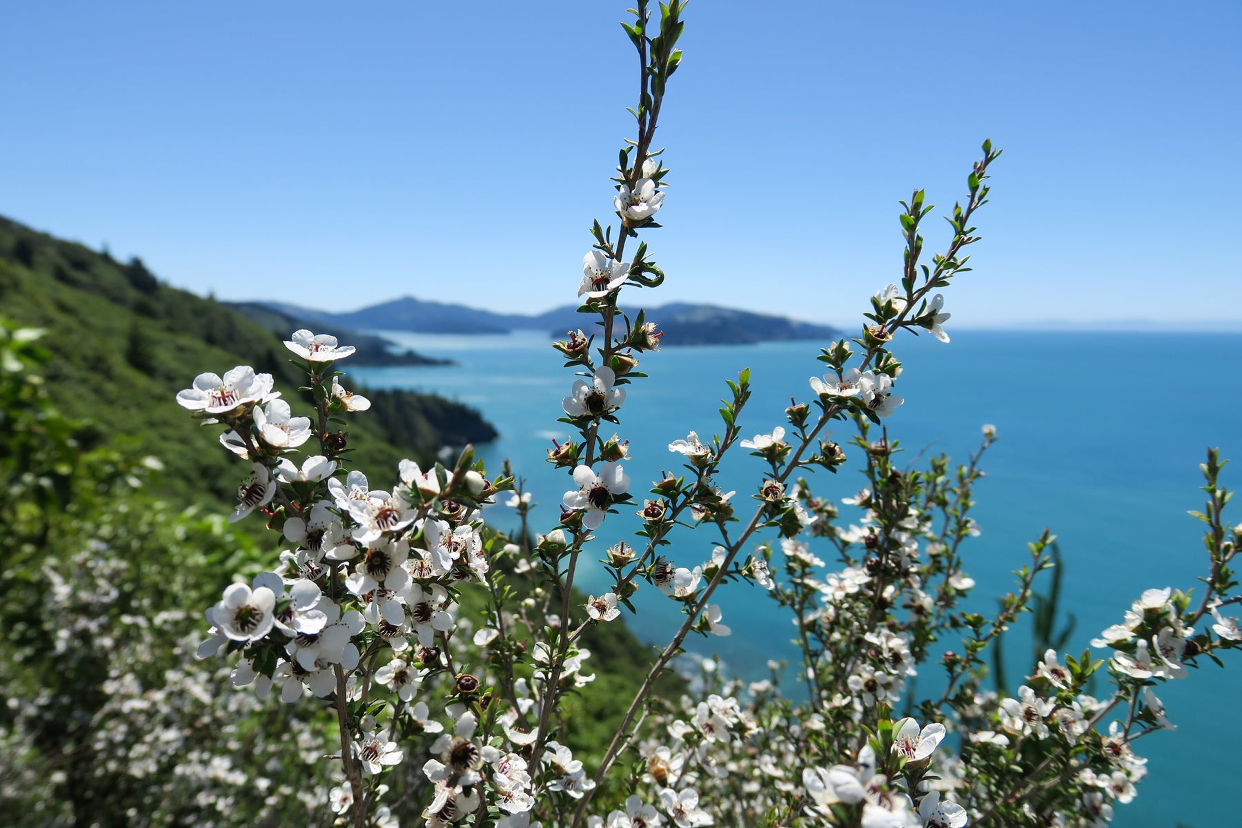 Manuka Honey vs. Regular Honey – Which One Sweetens Your Day Best?