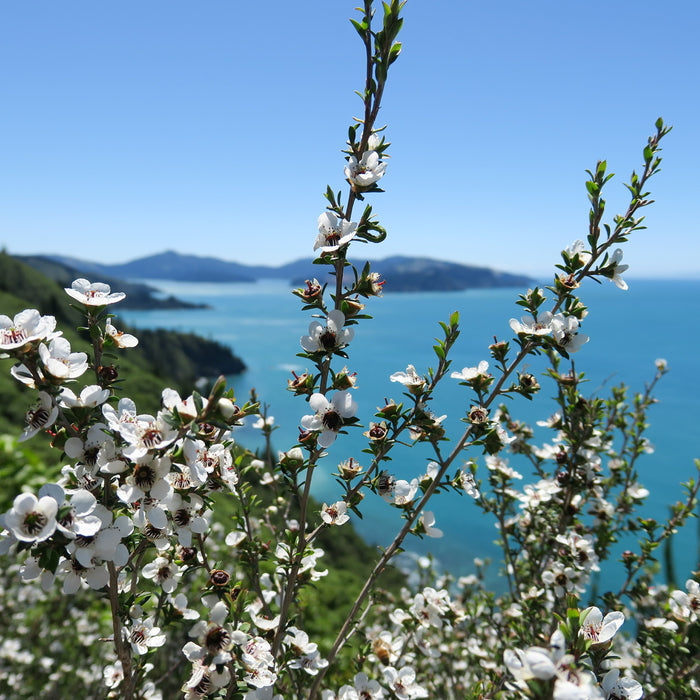 Manuka Honey vs. Regular Honey – Which One Sweetens Your Day Best?