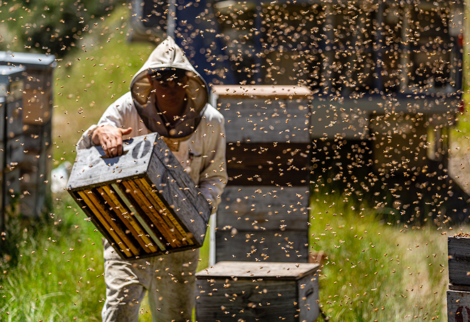 The Wedderspoon Manuka Honey Journey - From Our Hives to Your Home