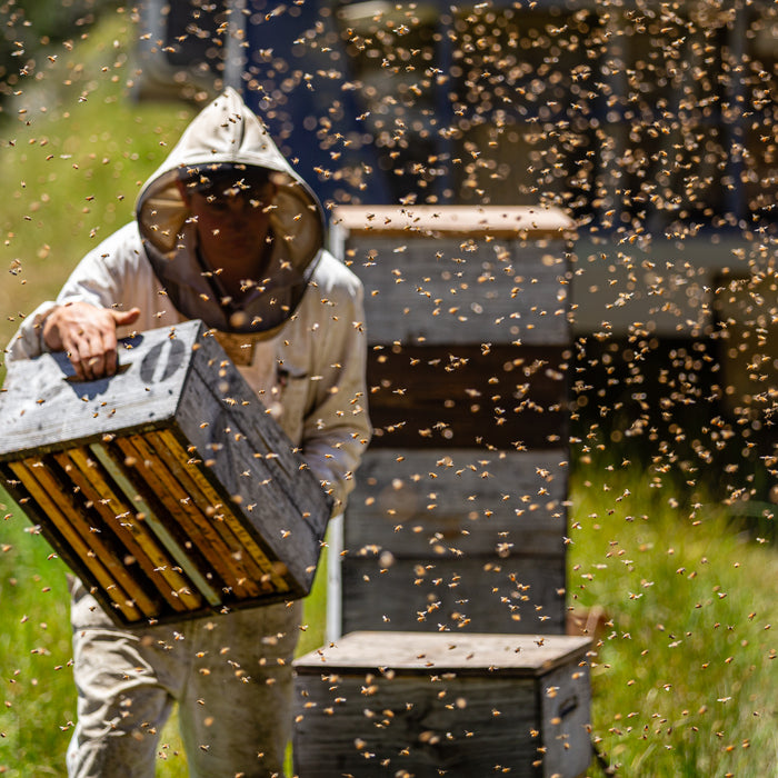 The Wedderspoon Manuka Honey Journey - From Our Hives to Your Home