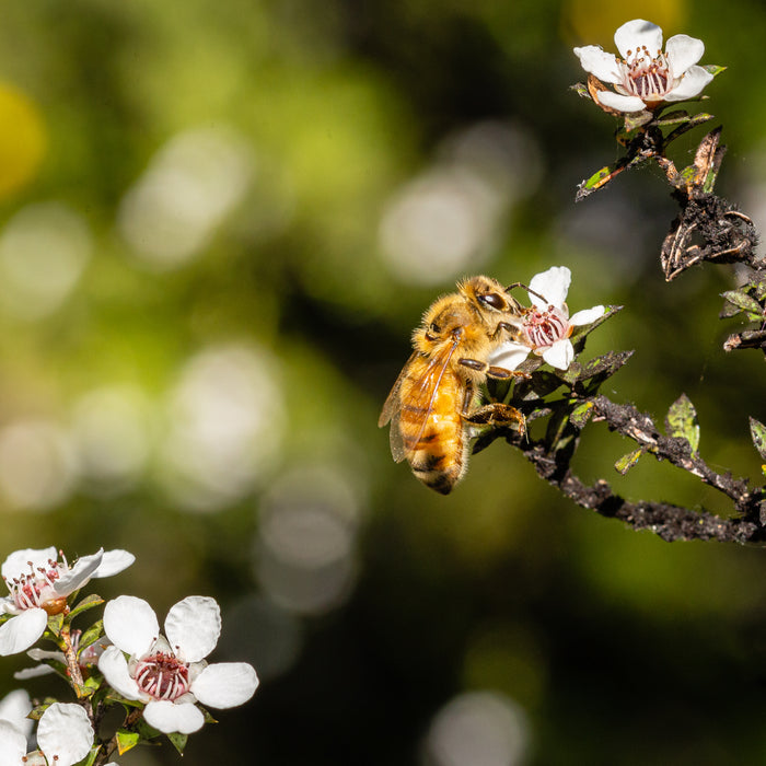 Celebrating National Honey Bee Day - August 17, 2024