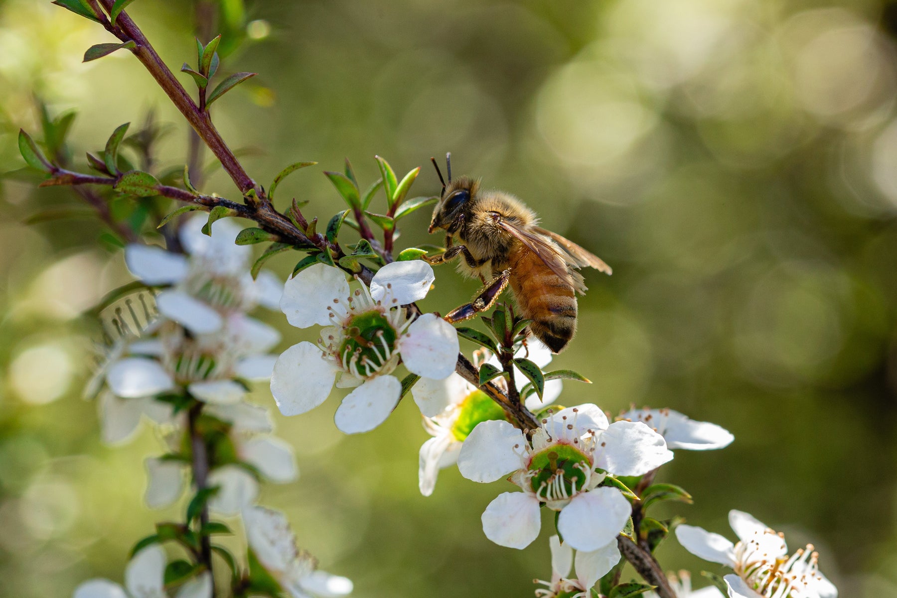 Celebrating Pollinator Week 2024 — Wedderspoon Organic