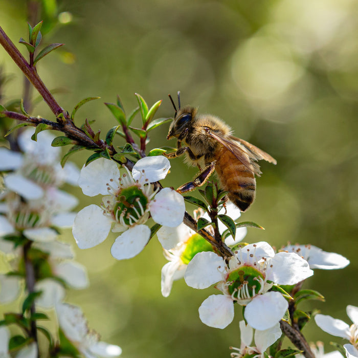 Celebrating Pollinator Week 2024