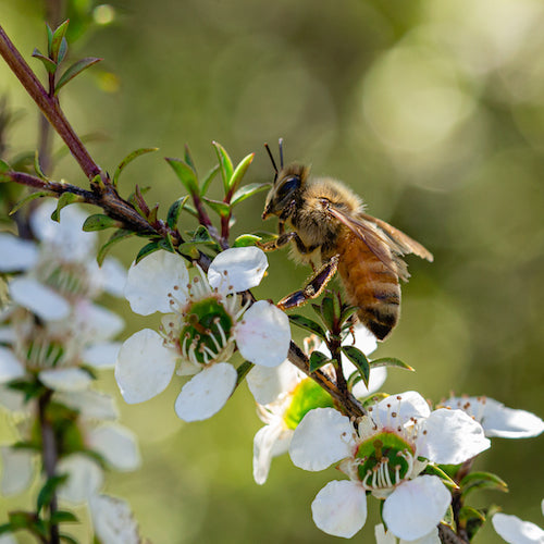 Wedderspoon Celebrates Bee Aware Month 2021
