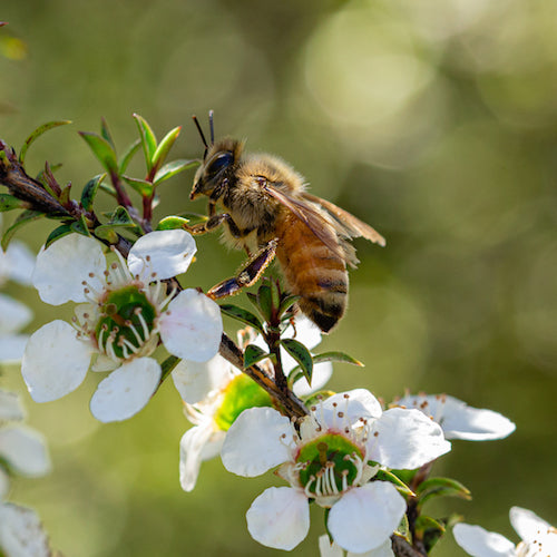 The Dream Team: New Zealand's Wild Manuka Blossoms & Honey Bees