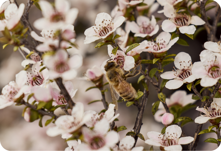 What Is Mānuka Honey? A First-Timer's Guide