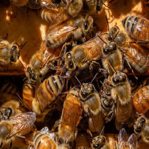 The 4-1-1 on Bees, Honey and the Winter Months – Wedderspoon Organic