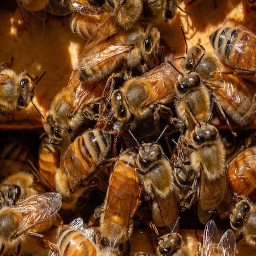 The 4-1-1 on Bees, Honey and the Winter Months