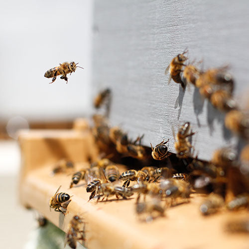 As the Weather Cools, the Hive Heats Up