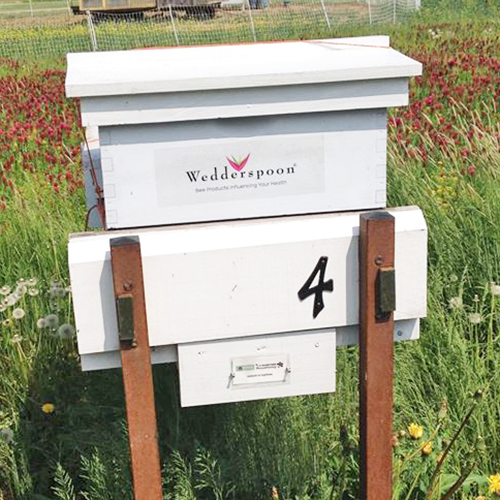 Saving Honeybees, One Hive at a Time