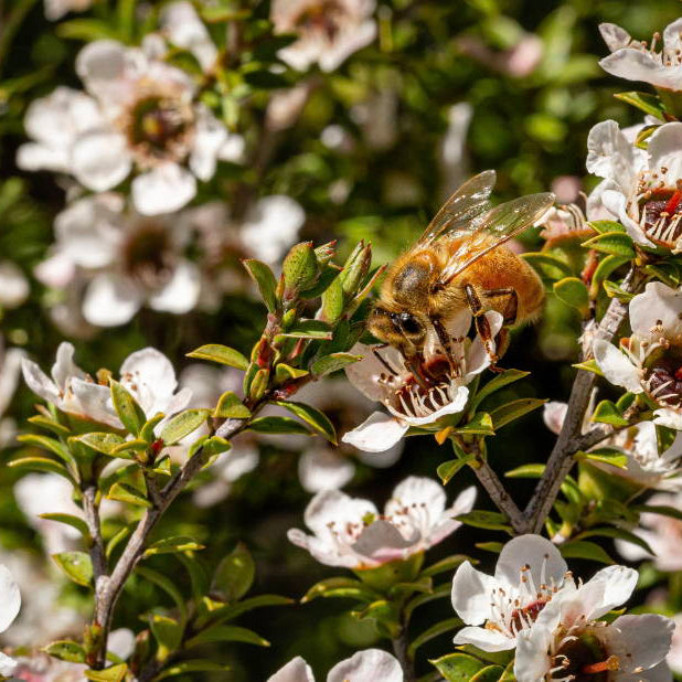 Celebrating Pollinator Week 2022: Let's All Get Involved