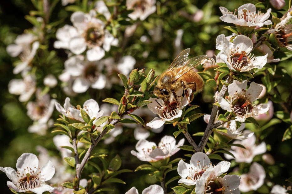 Celebrating Pollinator Week 2022: Let's All Get Involved