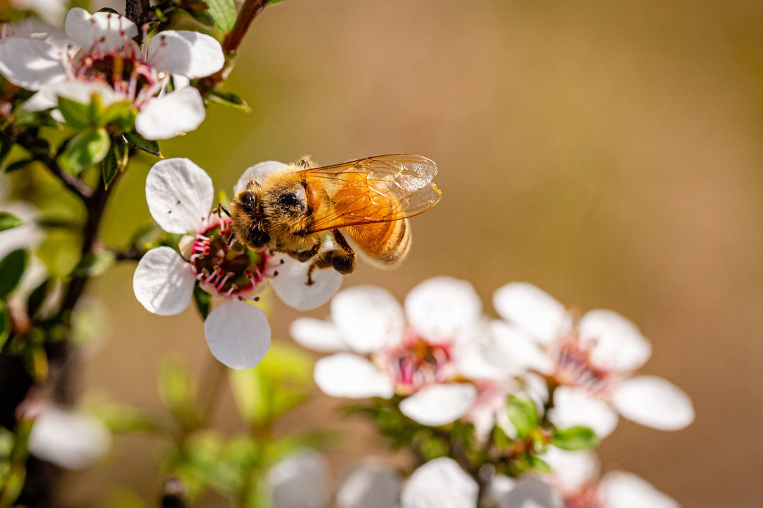 Honoring Honeybees - World Bee Day