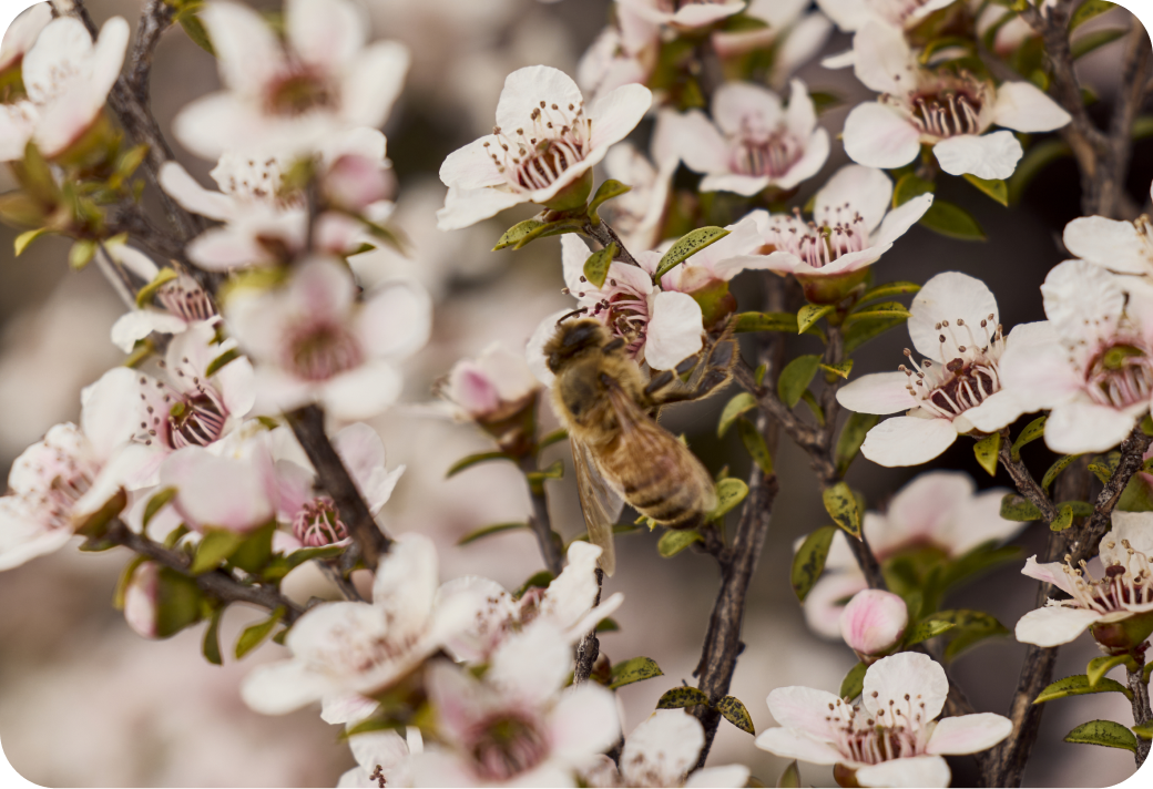 Mānuka is some of Nature's rarest honey. It's not like anything else.