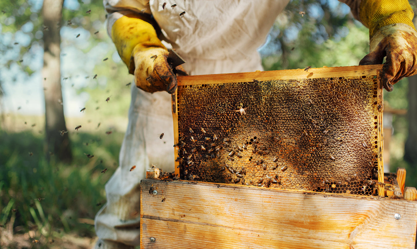 Bee a Kid Bundle – Wedderspoon Organic