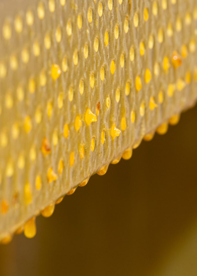 Wedderspoon Honeycomb close up