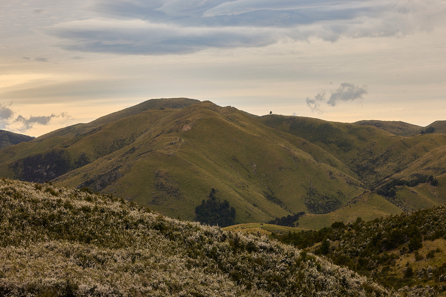 Proudly made in New Zealand