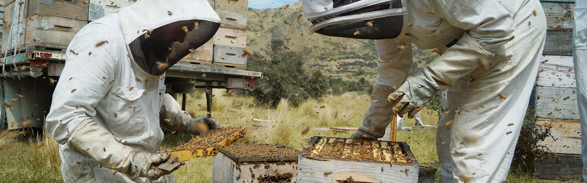 beekeepers manuka honey